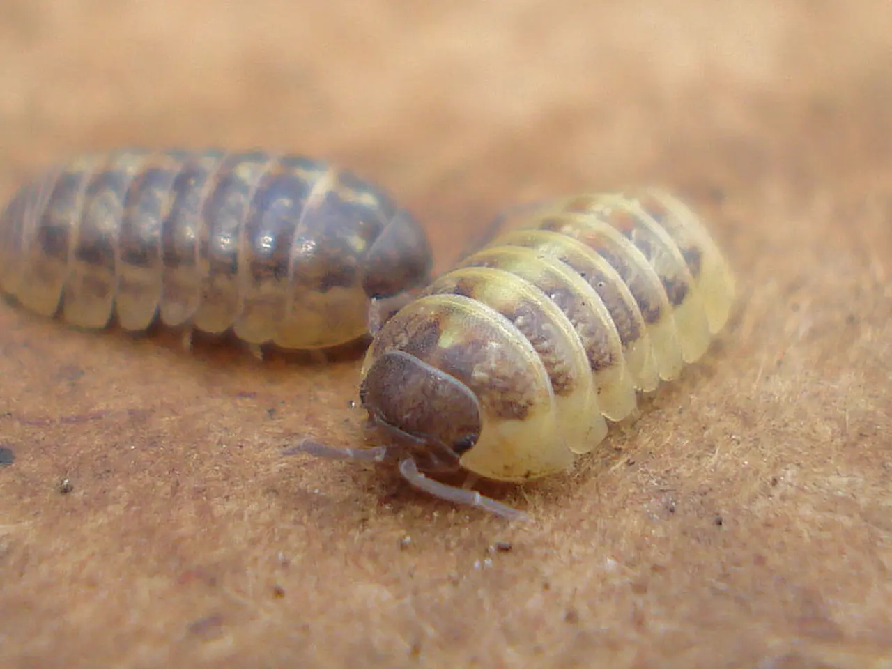 Investigating the Potential for AI to Enhance Insect Farming Productivity