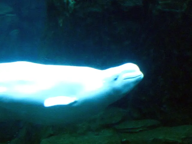 Underwater Housing Review for Sony a6400 by Fantasea