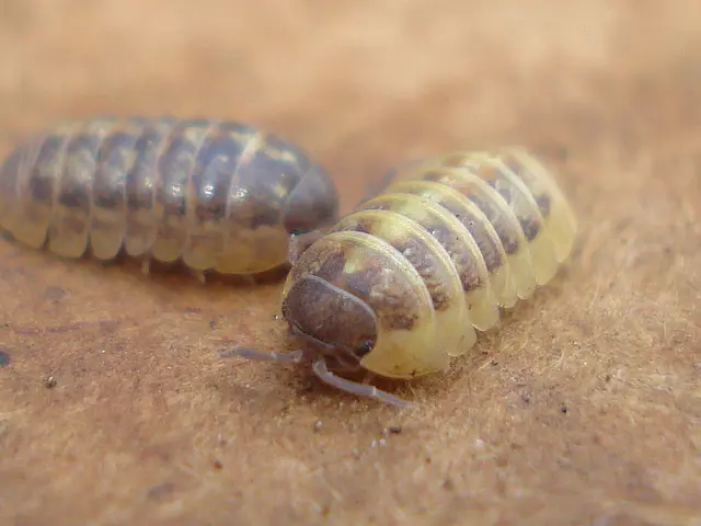 Investigating the Potential for AI to Enhance Insect Farming Productivity