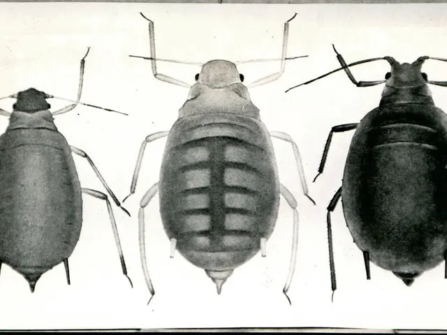 Germany Proposes Equipping Cockroaches with Backpacks Containing Cameras