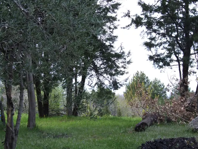 Expanded Microsoft security logs acknowledged by CISA officials for enhanced threat observation