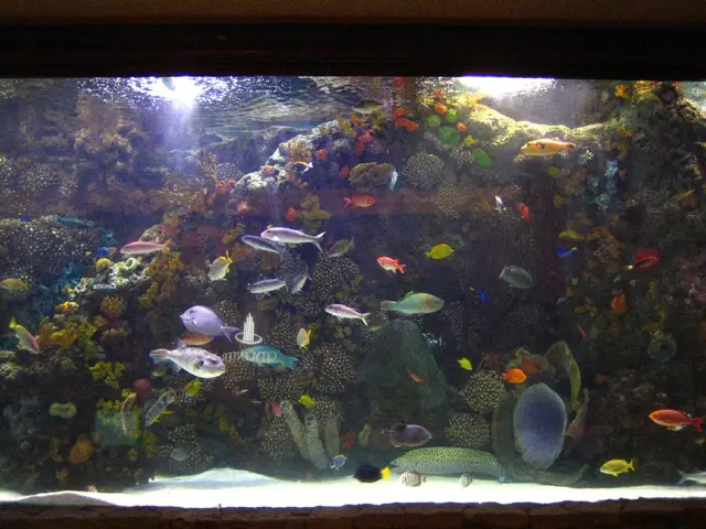 Efficient and Precise Coral Tank Medication... No Controller Required! - Red Sea ReefDose