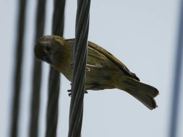 Catch footage of your garden's avian visitors using a smart bird feeder equipped with a camera, all...