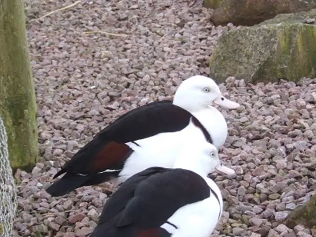 Expanding your horizons in tire clearance? This Norwegian brand competes with the best in the...