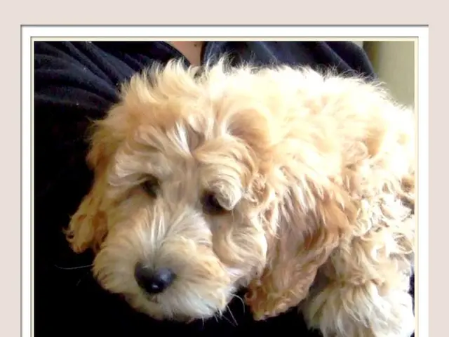 Dogecoin's Price Recovery: Will the Current Level at $0.18 Withstand Future Price Increase?