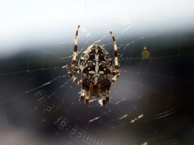 Designers of MTG Spider-Man remains unconcerned about weakening the brand's identity, as they...