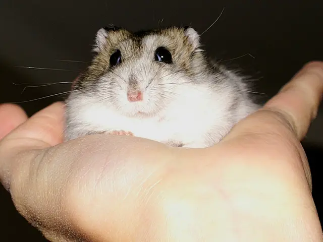 Magnet on Head Allegedly Transforming Right-Handed Individuals to Left-Handed