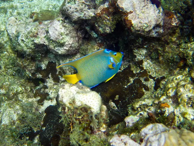 Guide on Generating Fractal Imagery in Adobe Photoshop