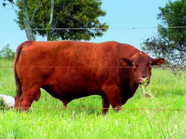 Anticipated Dogecoin value from ETF possibilities might surge DOGE costs