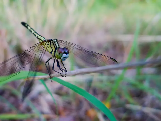 Purchasing a new game version is necessary to engage in Escape from Tarkov on Steam.