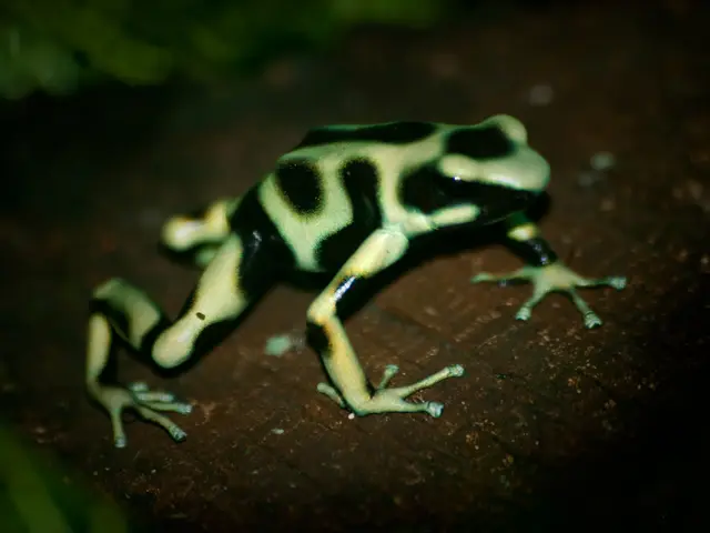 Artificially Enhanced Amphibian Resembles Popular Video Game Creature, Pokémon-like Rain Frog...