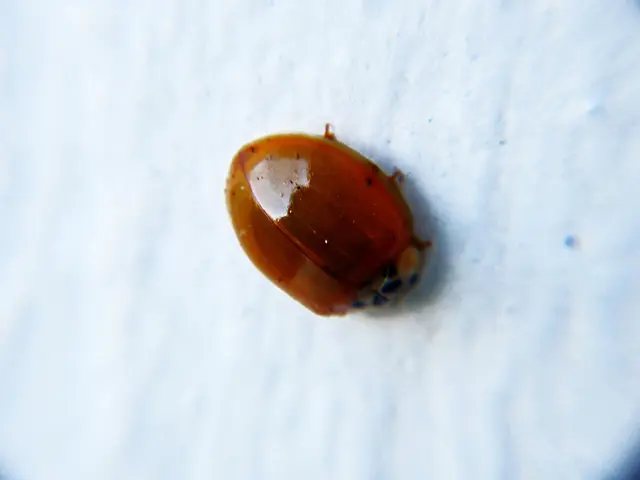 Uncovered SQL Injection Susceptibility in WordPress LayerSlider Plugin