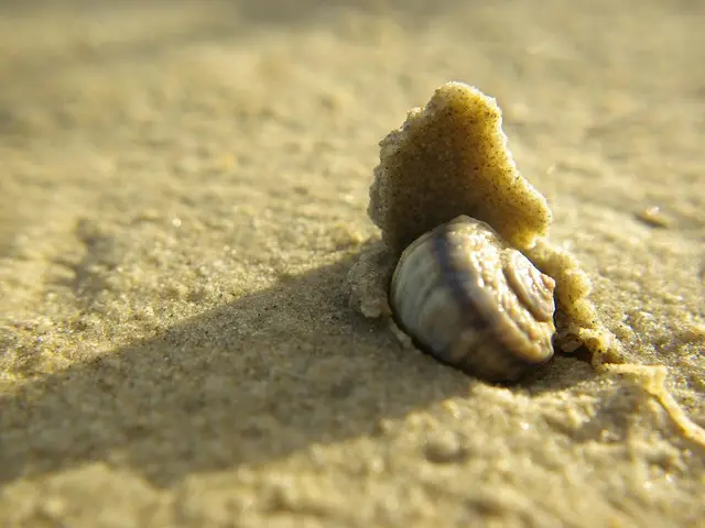 OpenSSH Vulnerability Highlighted by Qualys, Significant Security Issue Identified