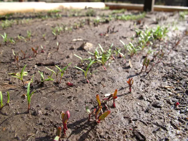 This image consists of mud. In that there are small sprouts of plants. They are in green color.