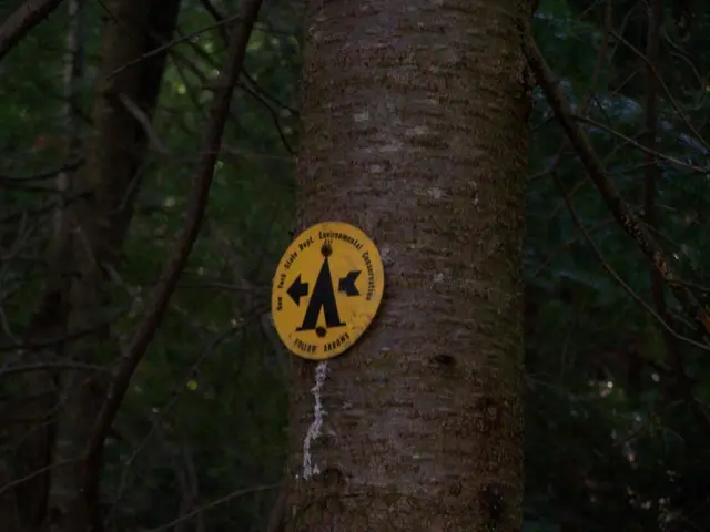 In the image there is a tree with caution board on it and behind there are many trees all over the...