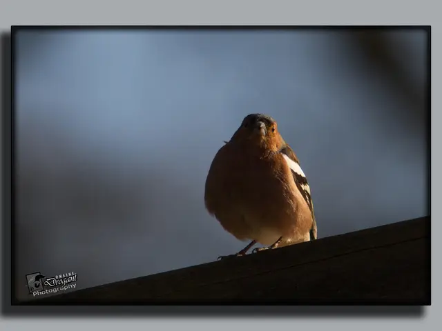 In this image I can see a monitor attached to the wall. On the screen, I can see a bird and in the...