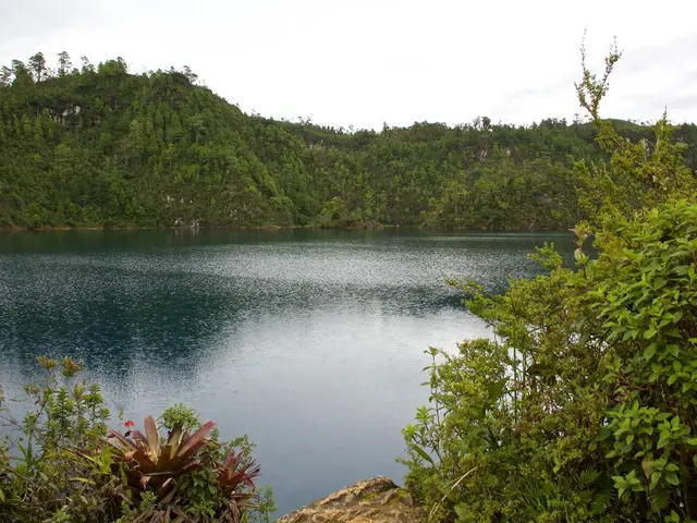 In this image there are trees, in the middle of the trees there is a river. In the background there...