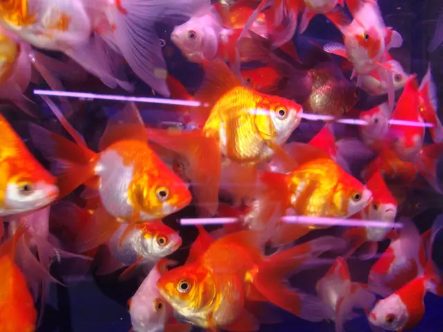 In the picture there are beautiful fishes swimming in the water,they are of different colors.